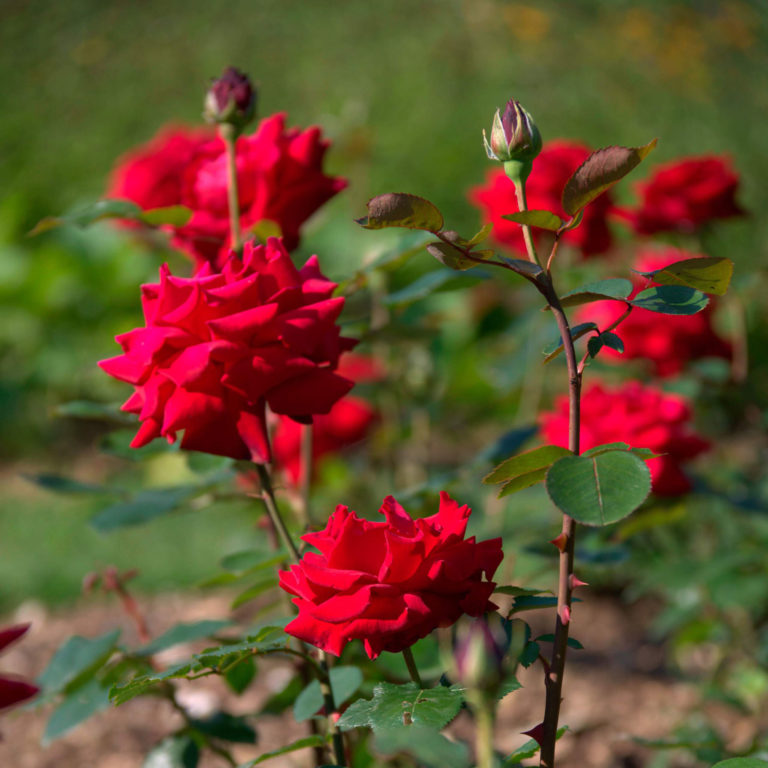 Edelrose-im-Heilpflanzengarten